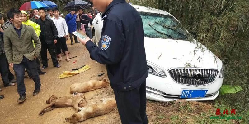 藤县宁康有人开车偷狗被抓