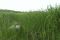 湿地，很多芦苇