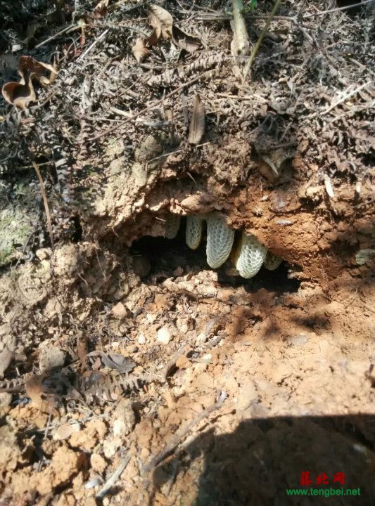 晚上收野蜜蜂方法 晚上可以收野蜜蜂吗